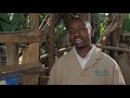 Wilfred Mwangi on the Feeding and Management of Calves