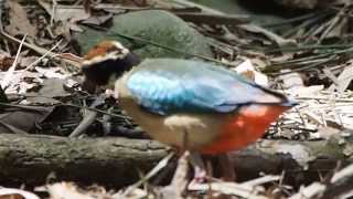 1040727林內公園八色鳥1