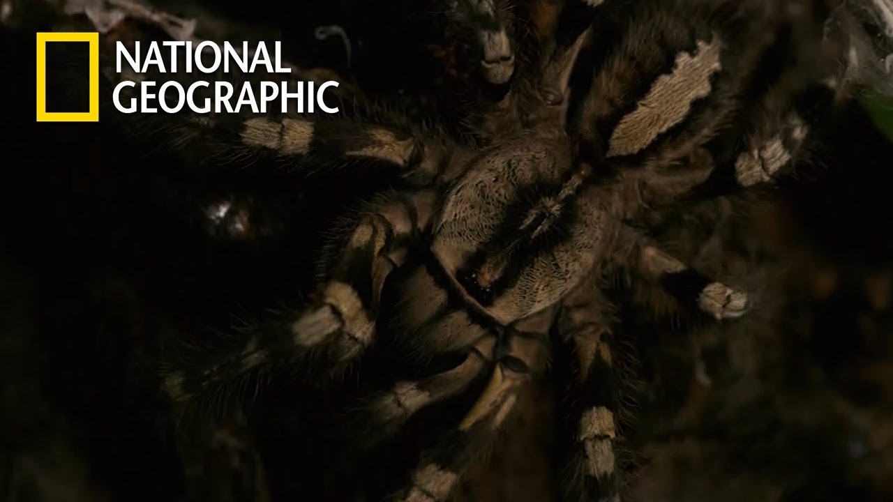 ⁣사람의 손보다 더 크게 자라는 타란툴라 '인디언 오너멘탈'