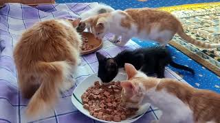 Feeding some of our rescued cats & kittens by Cats Kingdom 977 views 1 year ago 1 minute, 10 seconds
