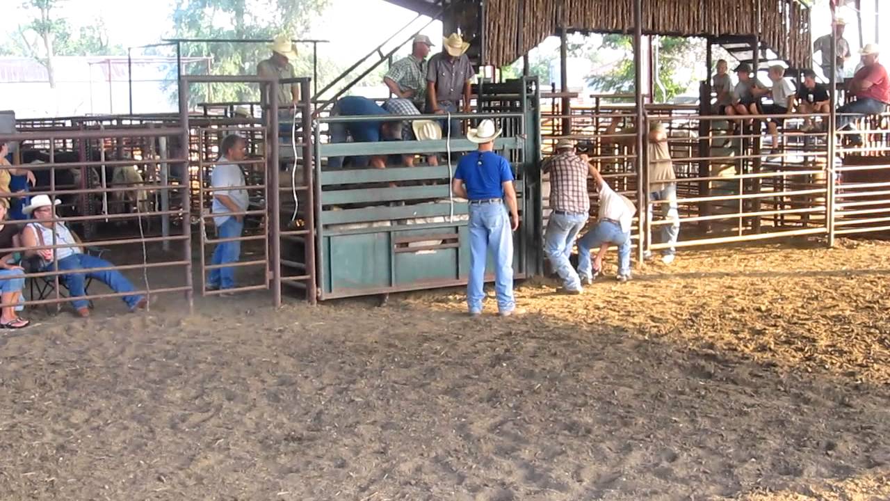 Pyle Bucking Bulls Yearling Claim It 72011 YouTube