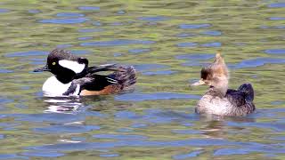 Hooded Merganser Bird Sound Video: Bird Songs Eastern North America-Relaxing Sounds of Nature Net Worth