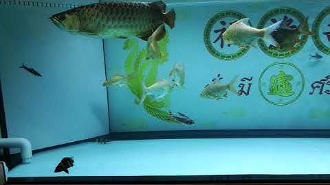 Ball สายไหม - Overflow Full Services 84 30 30