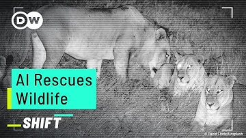 Can AI help save our wildlife?