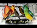 كيف تقوم إنتاج ببغاء الريدرامب