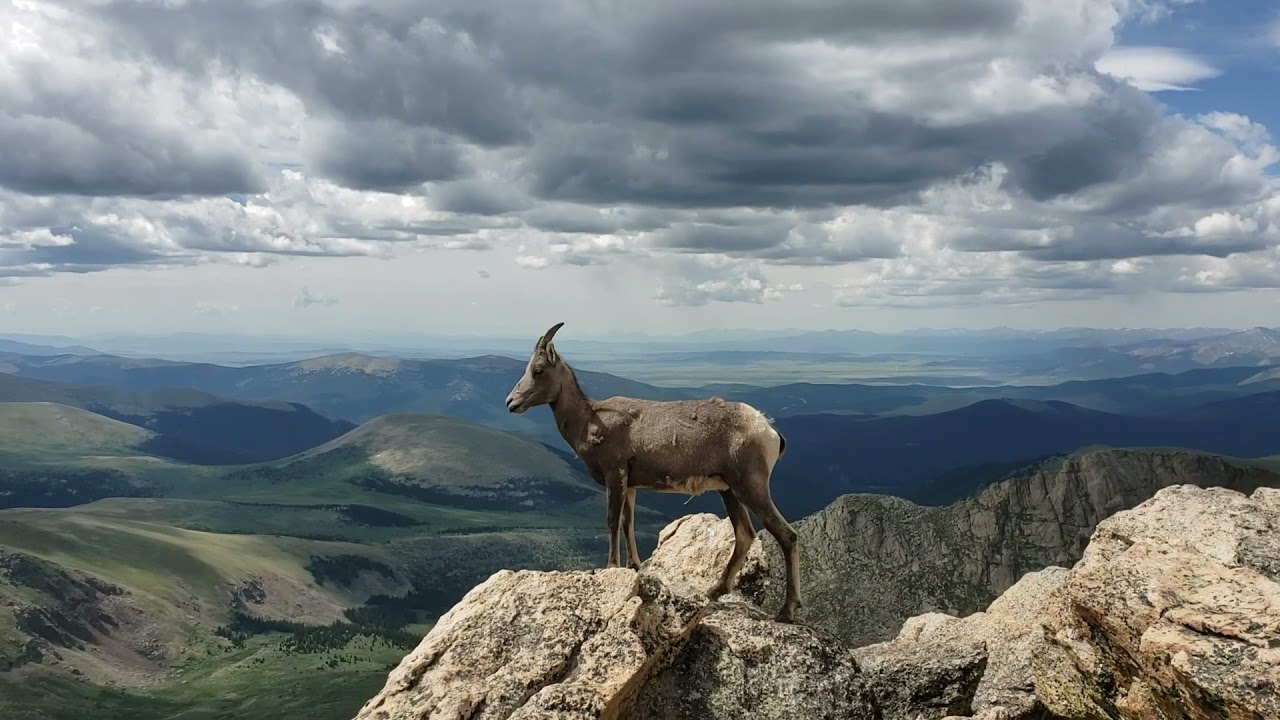 Bighorn Sheep Is Just as Majestic as Rocky Mountain Vista - YouTube