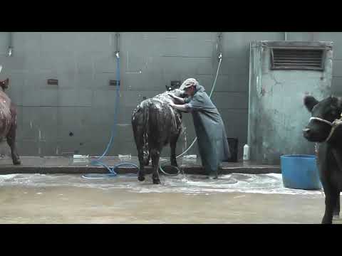 Baño y peluquería de los animales en la Rural de Palermo