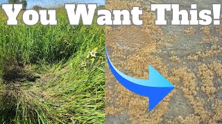 When to use Switchgrass for Deer Bedding