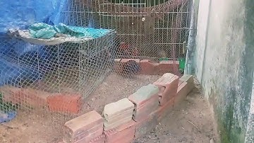 Gà rừng rặc thuần 4 tháng đã gáy|Gà Rừng Miền Núi