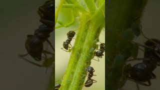 Intelligent Ants #shorts #laernulaer #ants #animals #dinosaur_era #whatif #evolution