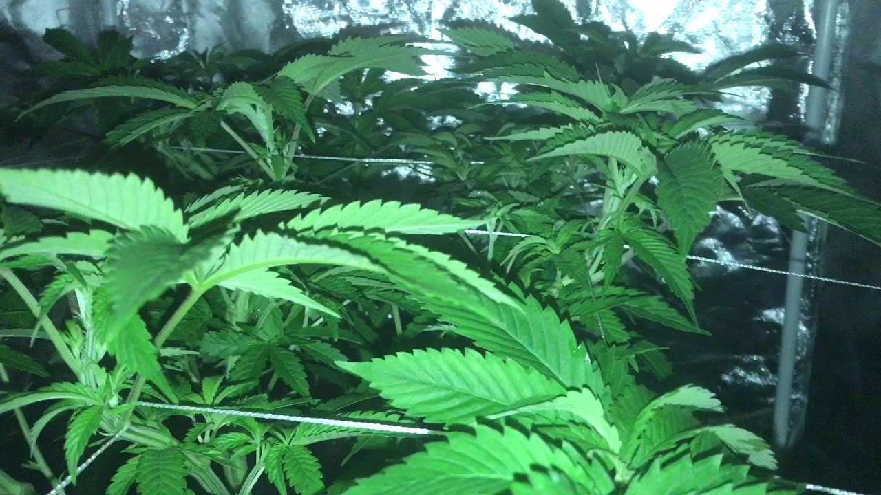 Scrog - King Plus 1000w LED (French Cookies, Glueberry OG)