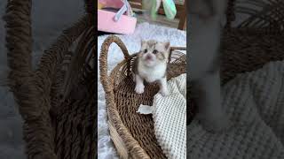 Vids of available kittens by Wunderfolds Scottish Fold Cats 406 views 9 months ago 7 minutes, 6 seconds