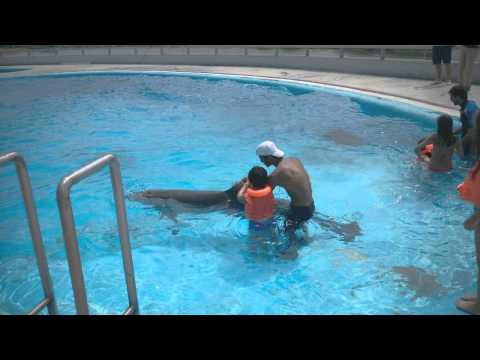 დელფინებთან ინტერაქტივი