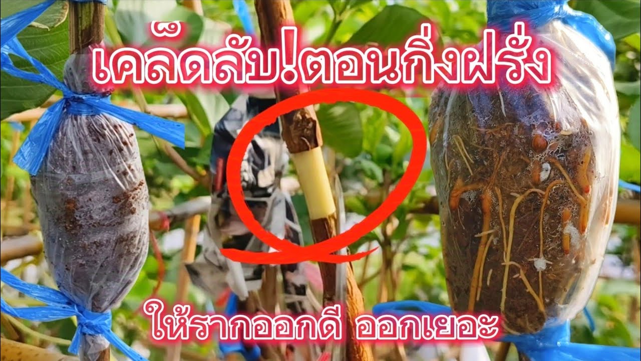 มือใหม่หัดตอนกิ่งฝรั่ง ต้องทำตามนี้รับรองได้กิ่งตอน รากออกดี ออกเยอะแน่นอน จากประสบการณ์จริง