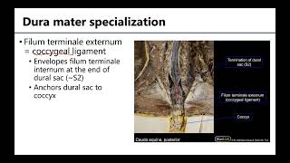 Back and Spinal Cord LO 4 - Meninges