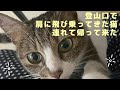 【奇跡の猫】登山口で出会った猫が肩に飛び乗ってきた！！