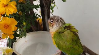 Happiness is a Conure Enjoying Its Little Bath.🥰