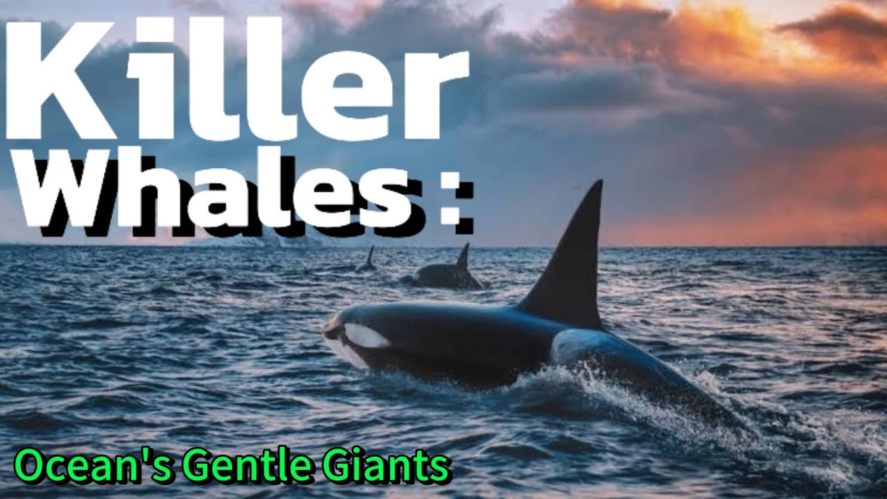 Diving into the world of Killer Whales - YouTube