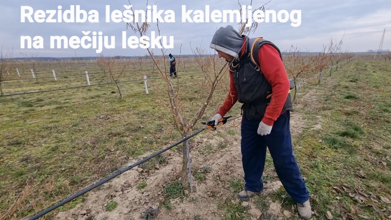 Lesnik kalemljen na mečijoj lesci,stablo,uživo formiranje uzgojnog oblika,hazelnut pruning