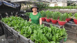 Cách Trồng Cải Ngồng Ăn Non Cải Ngọt Ăn Bông 28 Ngày Là Thu Hoạch Khoa Hien 638