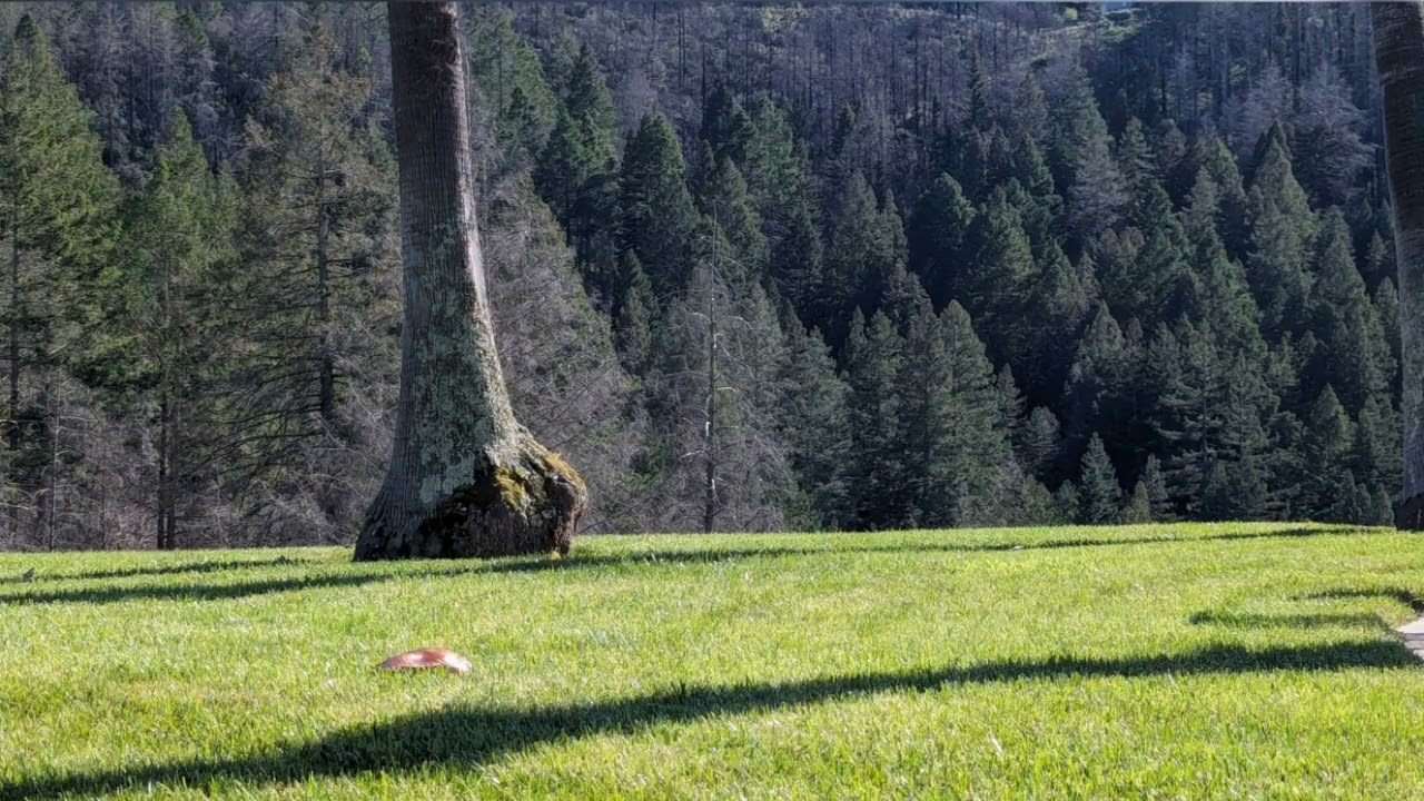 Unforgettable Napa and Sonoma Limo Wine Tours: Taste the Best With Joy