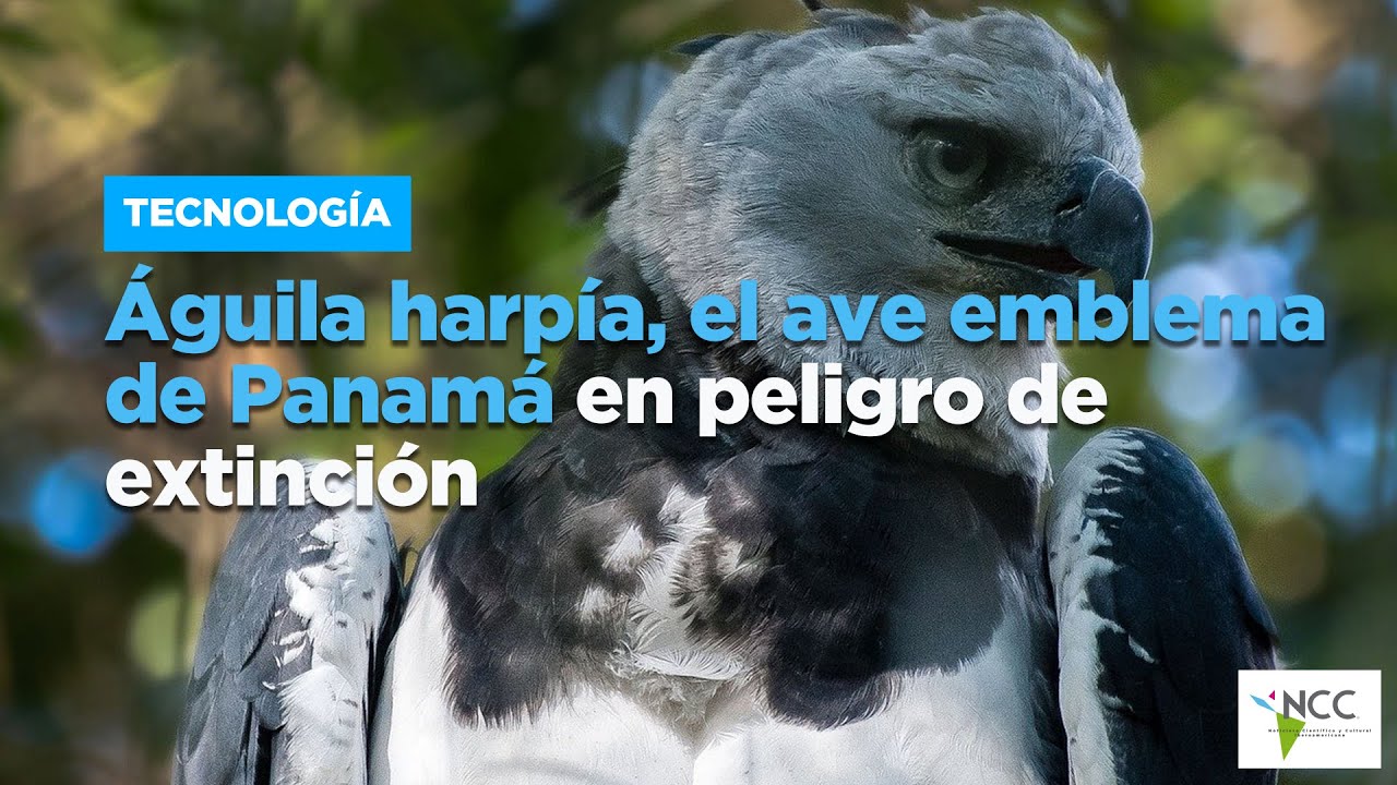 Águila harpía, el ave emblema de Panamá en peligro de extinción - YouTube