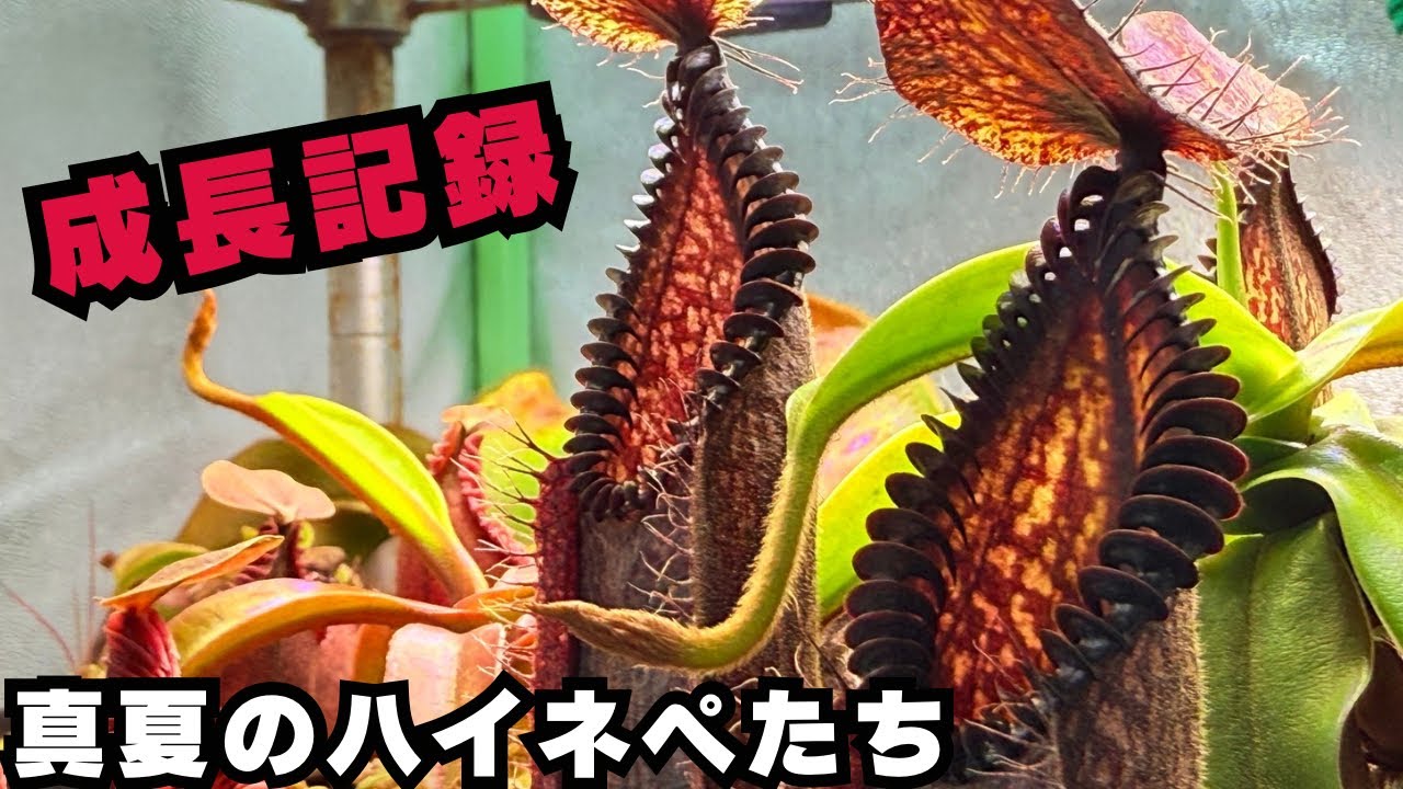 【成長記録】真夏のハイランドネペンテスの様子をご紹介　食虫植物　観葉植物