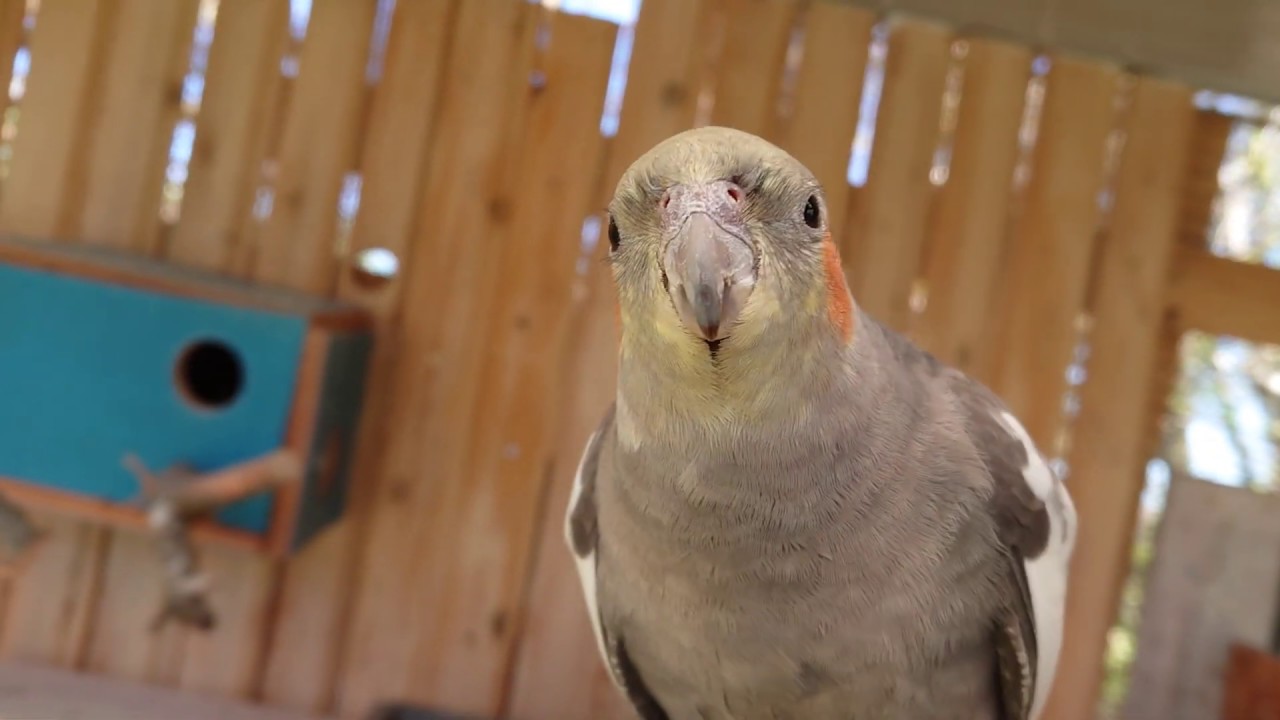 ببغاء الكوكتيل