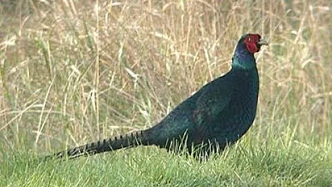 beautiful black pheasant in the  countrysides of Leicestershire (rare)