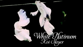 White Platinum Koi Slayer | Ikan Koi Slayer | eps. cupang 25 | @Zona_Nyaman_Q