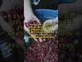 Café com cocô? A história bizarra por trás do Kopi Luwak!
