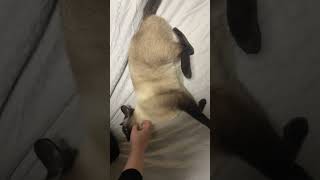 [따루] 발라당 뒤집어지는 유연한 샴고양이 달이 #siamese #siamesecat