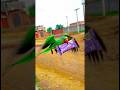 🦜तोता चॉकलेट देने गया 😍#parrotlover #training #video #parrotlover ❤️#training #parrot ❤️#video