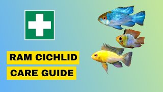 Ram Cichlid Care Guide