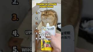 TOP 6 Funniest Cat Pranks EVER Ranked — Number 3 Will Break You 😂🐱