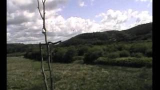 Intruder osprey - June 29th