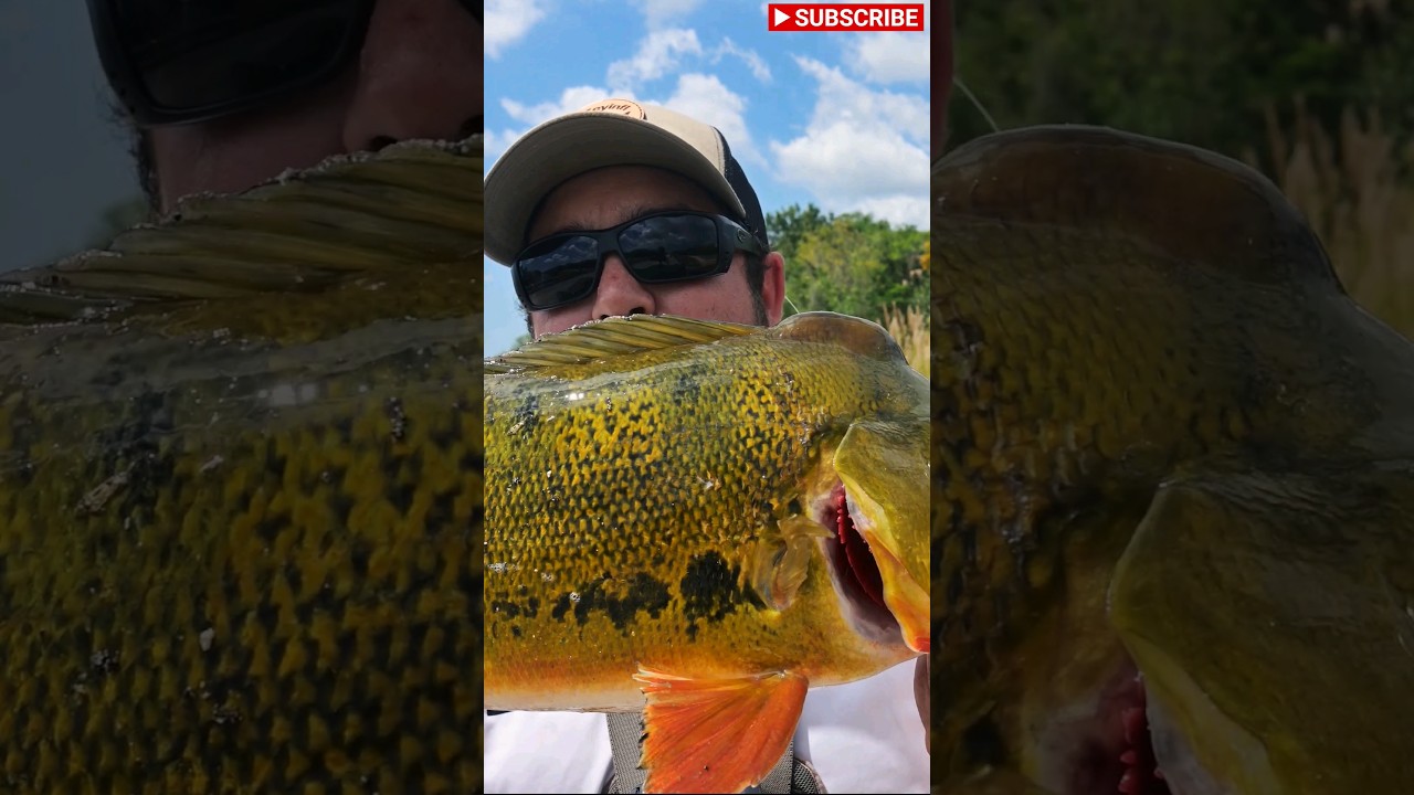 BIG Peacock Bass in a Freshwater Canal South Florida! #fishing #florida #peacockbass #freshwater