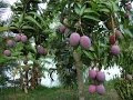 Particularidades del Cultivo de Mango - TvAgro por Juan Gonzalo Angel