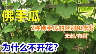 【佛手瓜种植】高产修剪有窍门，有刺无刺有区别，有经验的人都这么做 How to prune chayote properly?