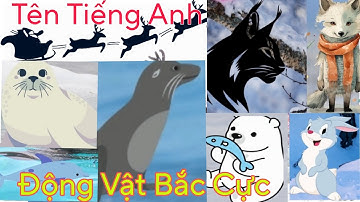 Động Vật Bắc Cực - Tên Tiếng Anh Các Loài Động Vật Bắc Cực - Bé Học Tiếng Anh Các Con Vật