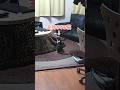 飼い主が席に戻るのを待ち続ける(待ち伏せる)猫 #Shorts