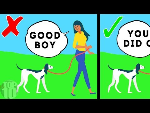 This Is What Your Dog Thinks When You Talk to Them