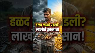 हळद काळी पडली तर सावधान, बुरशीमुळे मोठं नुकसान😯