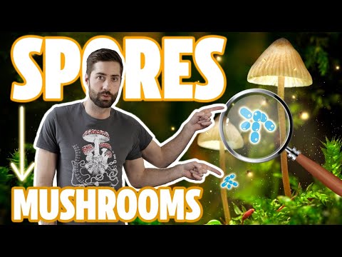 Video: How long does a mushroom grow after rain?