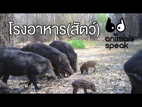 Animals Speak [by Mahidol] โรงอาหาร(สัตว์)