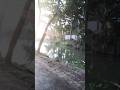 অপরূপ দৃশ্ আমাদের গ্রাম🥰🥰🥰🥰