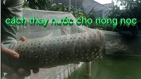 cách thay nước cho nòng nọc, kỹ thuật chăm sóc nòng nọc,