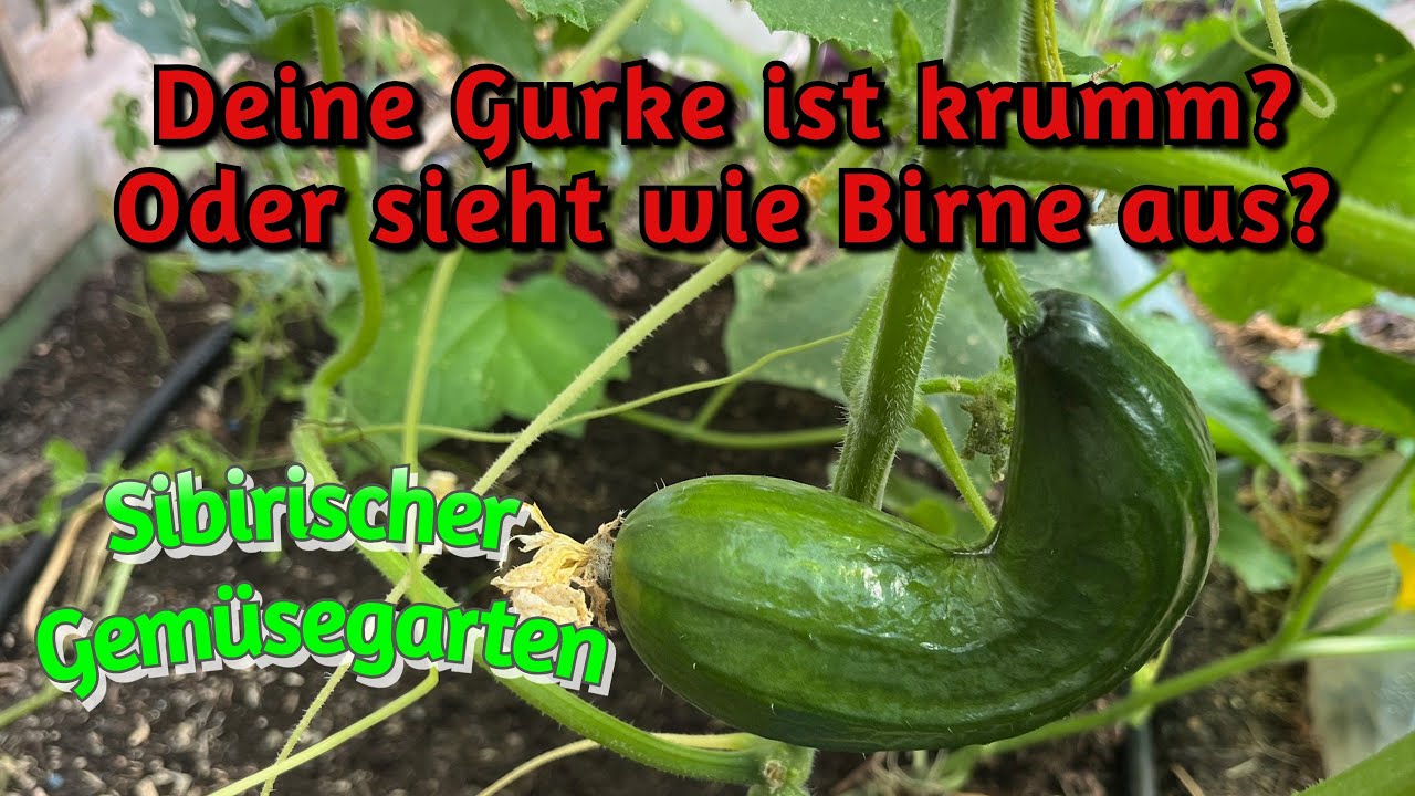 Ich sage dir wann deine Gurke Kalium braucht. #gartentipps  #sibirischergemsegarten