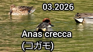 コガモ (Anas crecca) / Eurasian teal / 公園のカモ ducks in the park