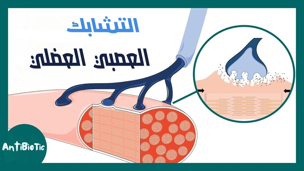 شرح التشابك العصبي العضلي احياء تالتة ثانوي